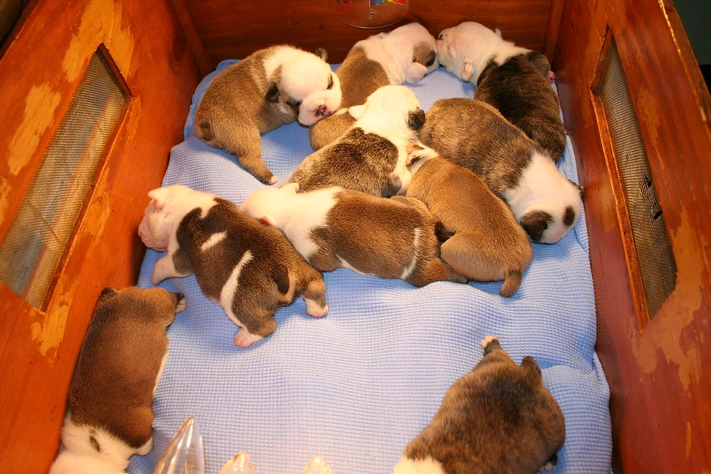 Young puppies resting closely together, 3 weeks — Casa Bulldog