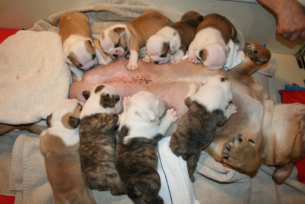 Puppies learning through gentle play together, 3 weeks — Casa Bulldog
