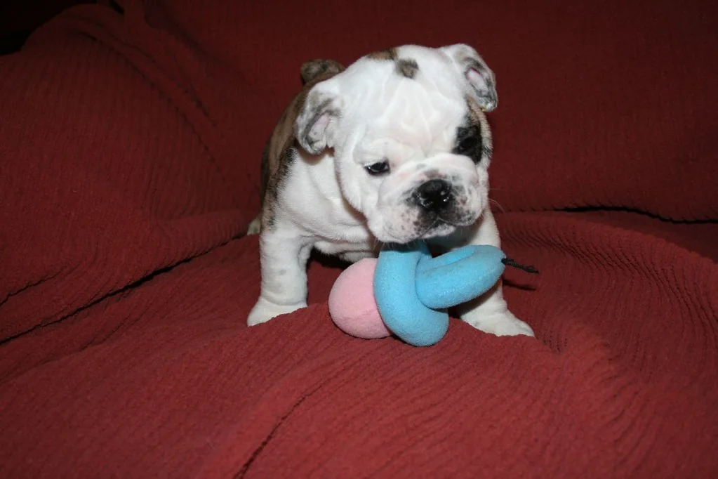 A Bulldog puppy engaging with a soft toy, 6 weeks — Casa Bulldog