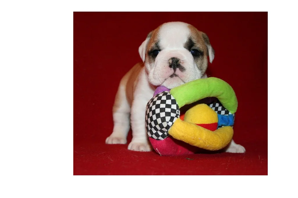 A confident young Bulldog standing for assessment, 6 weeks — Casa Bulldog