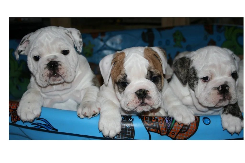 A group of socialized Bulldog puppies together, 9 weeks — Casa Bulldog