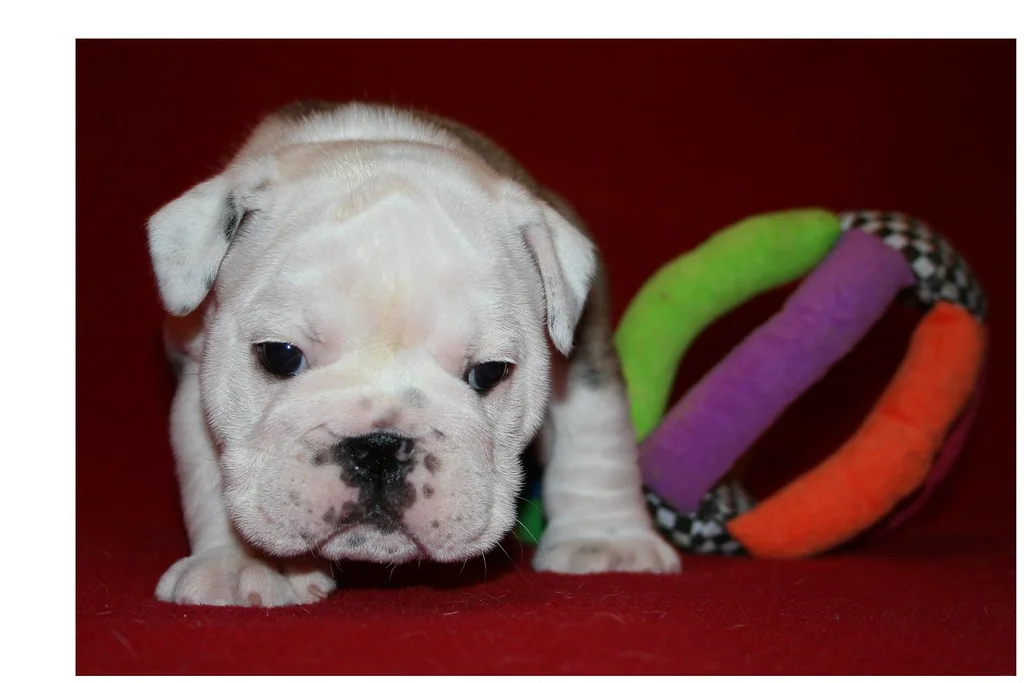 Young puppies socializing through play, 6 weeks — Casa Bulldog