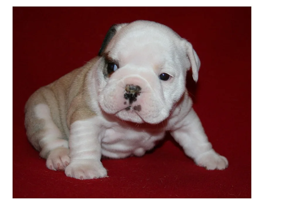Casa Bulldog archive: young Bulldog portrait from the growth archive