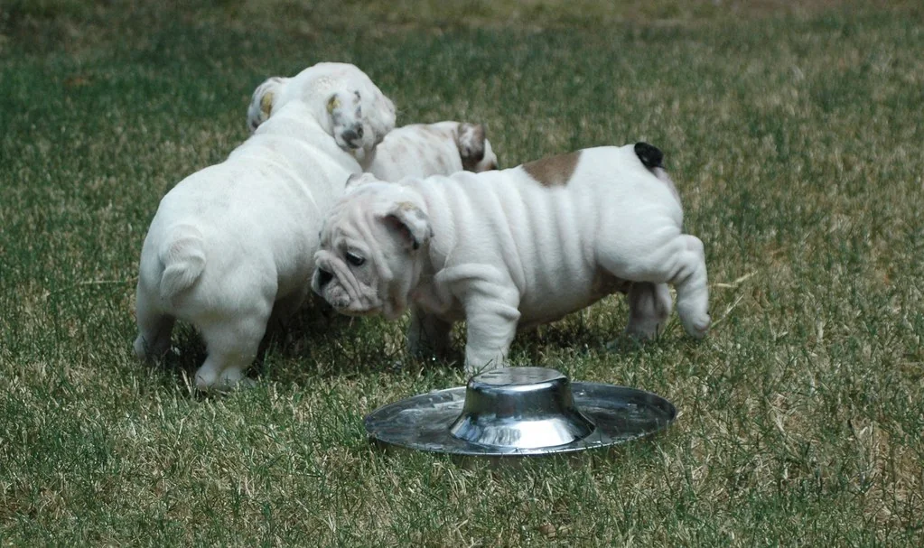 Casa Bulldog archive: Bulldogs sharing supervised garden time