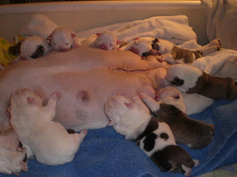 Mother nursing her newborn litter, newborn — Casa Bulldog
