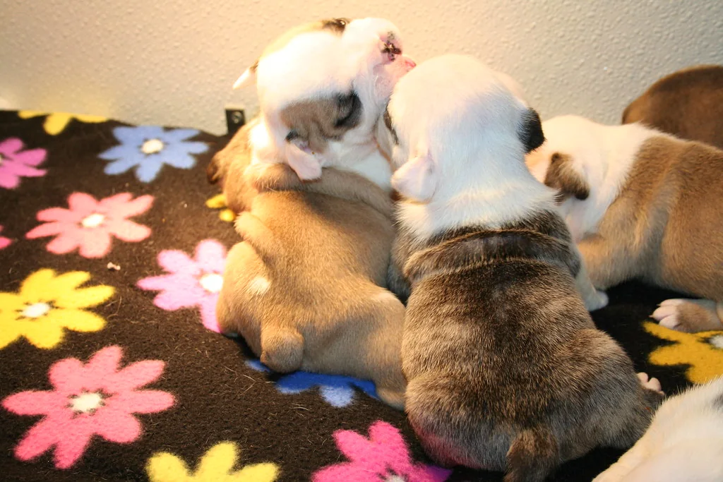 Three-week-old puppies beginning to explore, 3 weeks — Casa Bulldog