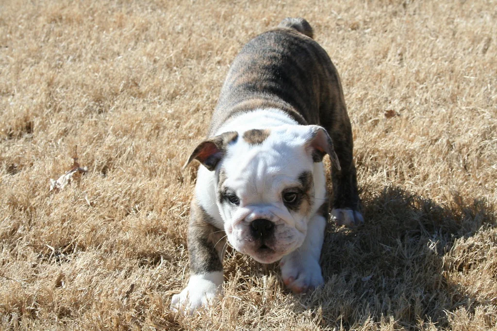 A nine-week-old Bulldog exploring outdoors, 9 weeks — Casa Bulldog