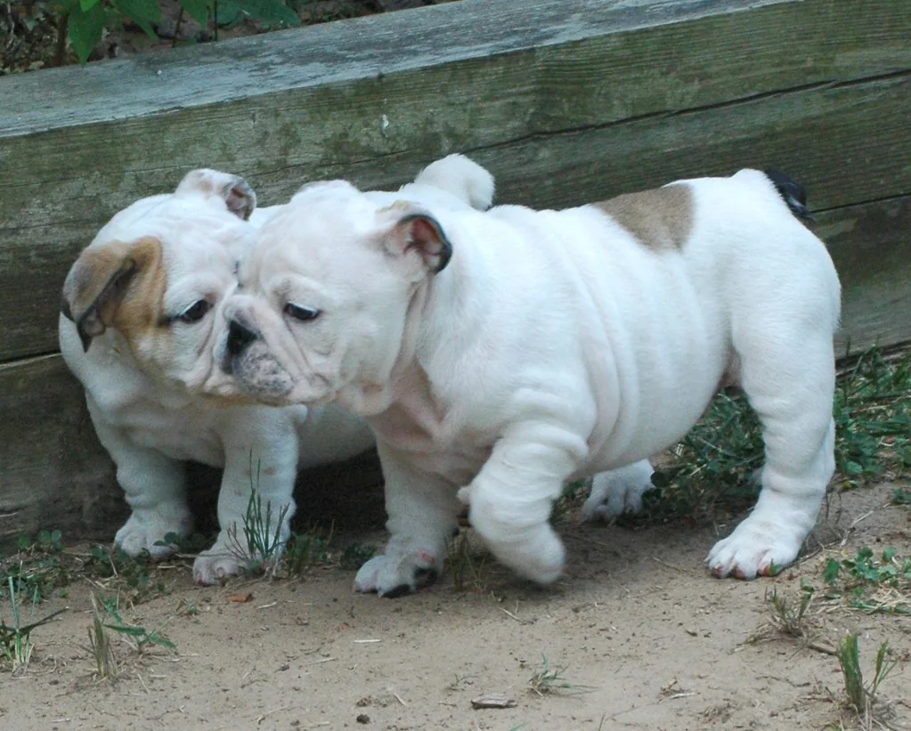 Casa Bulldog archive: young Bulldogs moving together across the garden