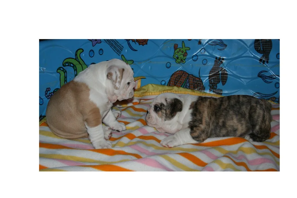 Young puppies socializing through play, 9 weeks — Casa Bulldog