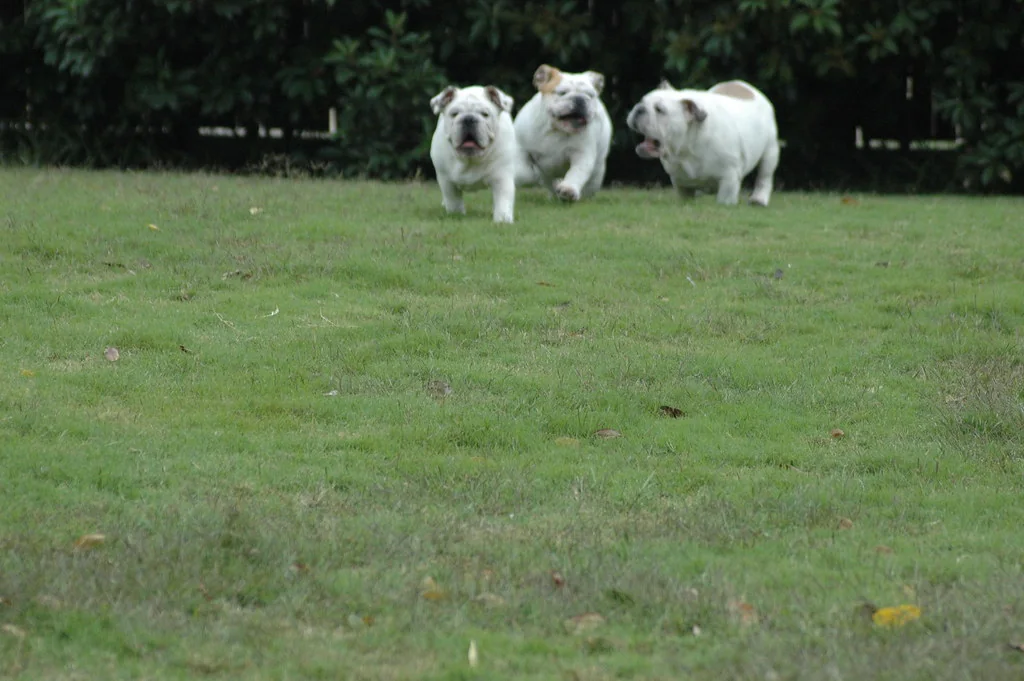 Casa Bulldog archive: a group of Bulldogs together in the yard