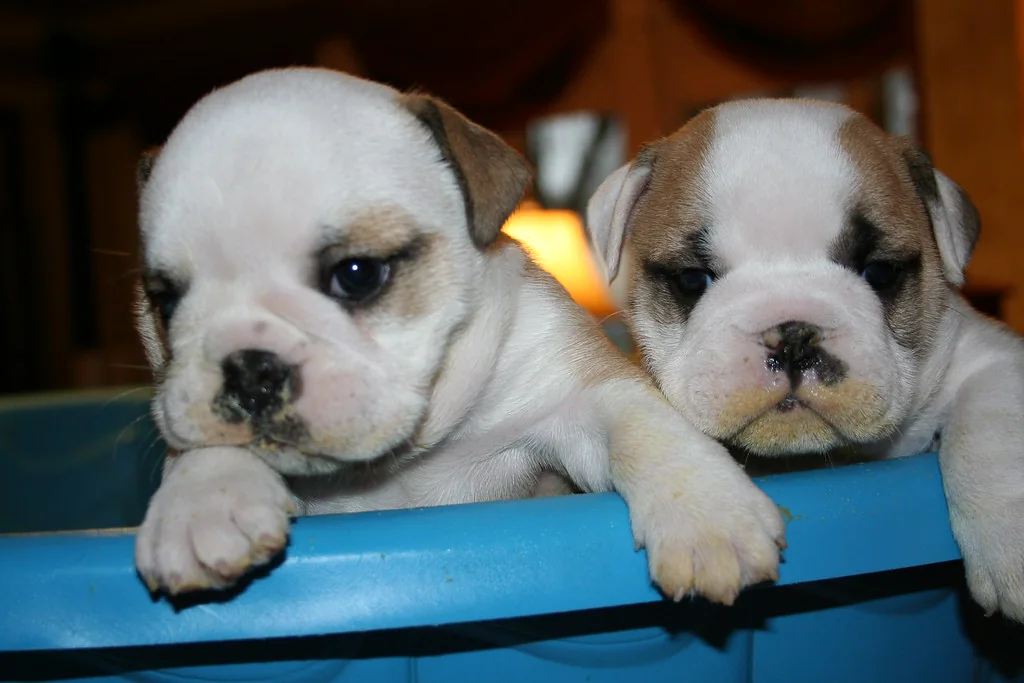 Casa Bulldog archive: two young puppies observing their surroundings