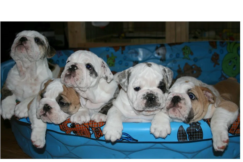 Casa Bulldog archive: a socialized young litter together