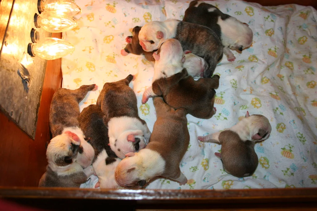 Casa Bulldog archive: newborn litter resting together