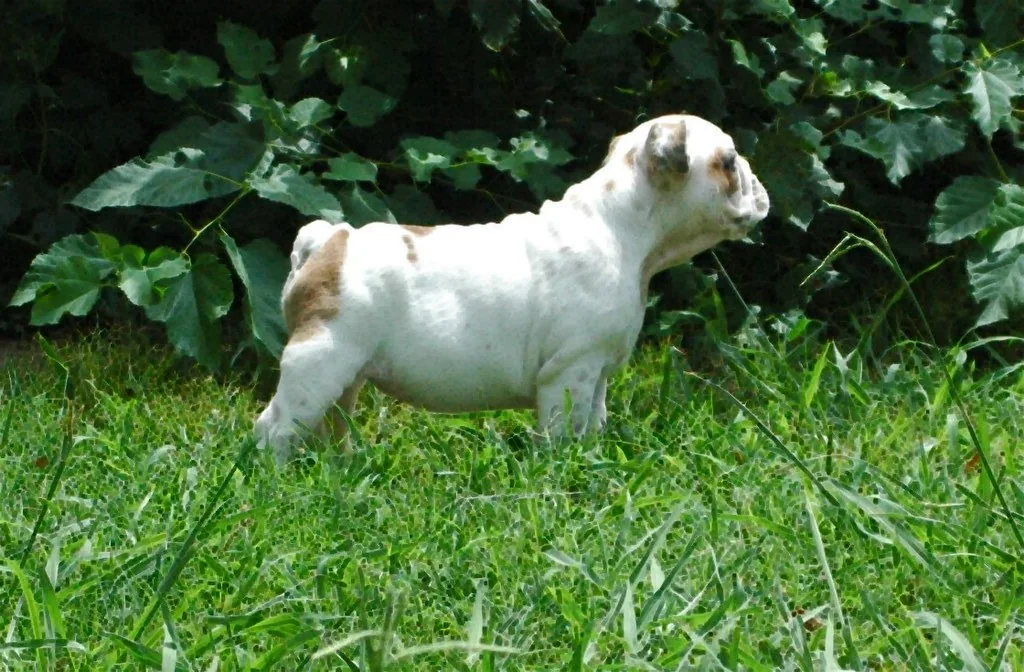 Casa Bulldog archive: young Bulldog walking through a green garden