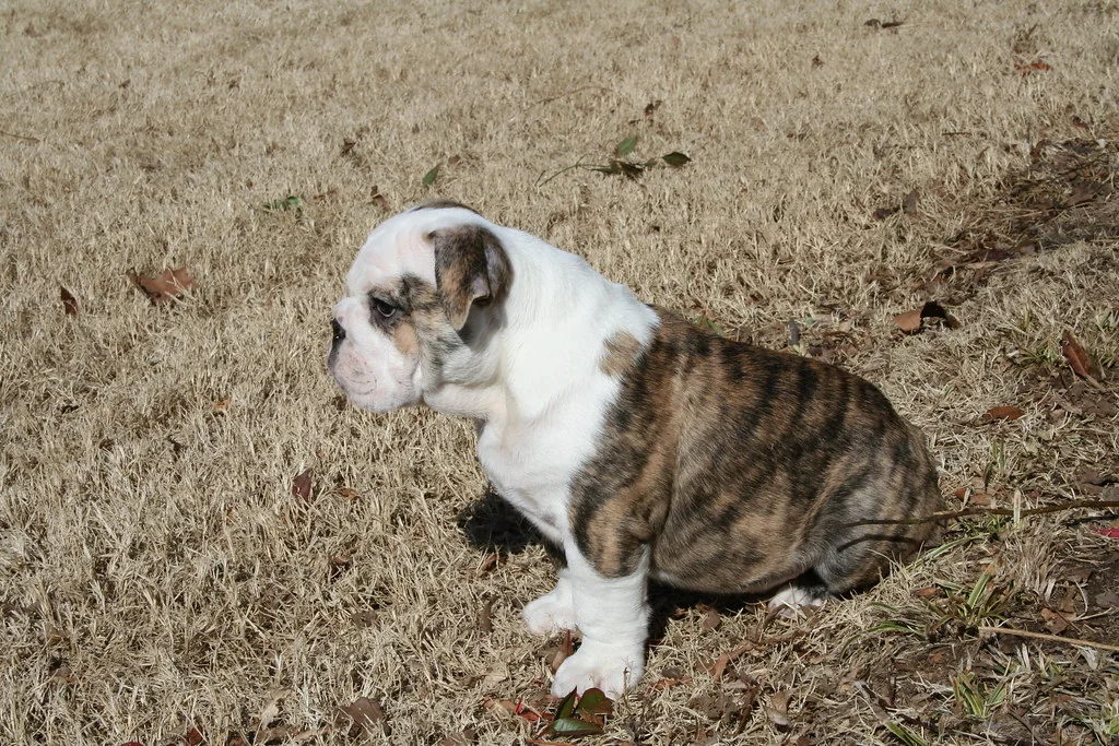 Casa Bulldog archive: two young Bulldogs exploring together