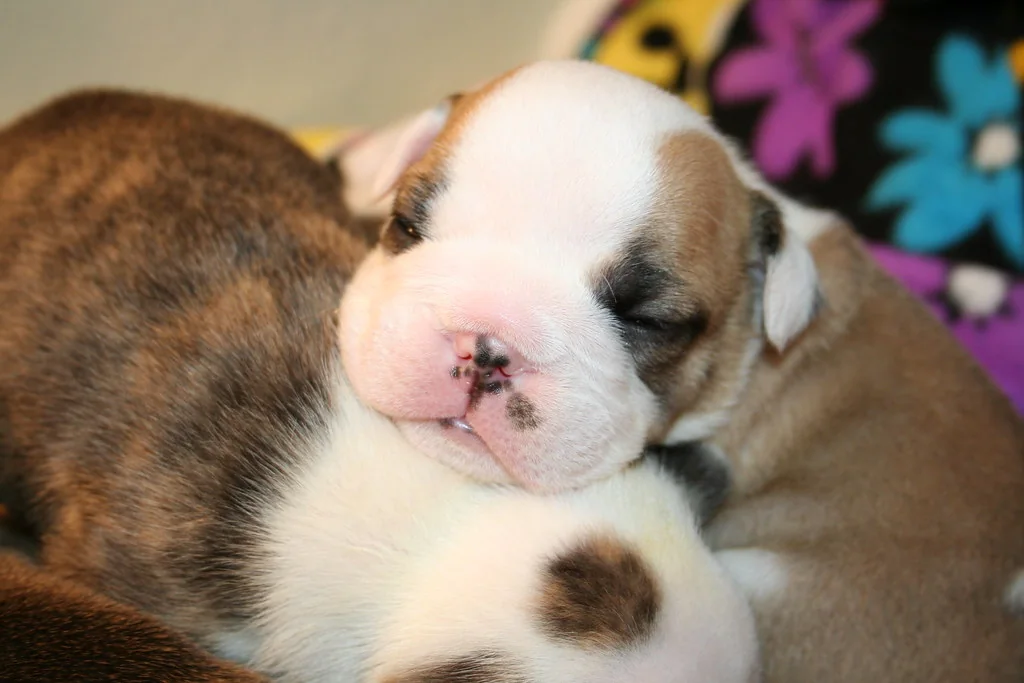 An alert Bulldog puppy facing the camera, 3 weeks — Casa Bulldog