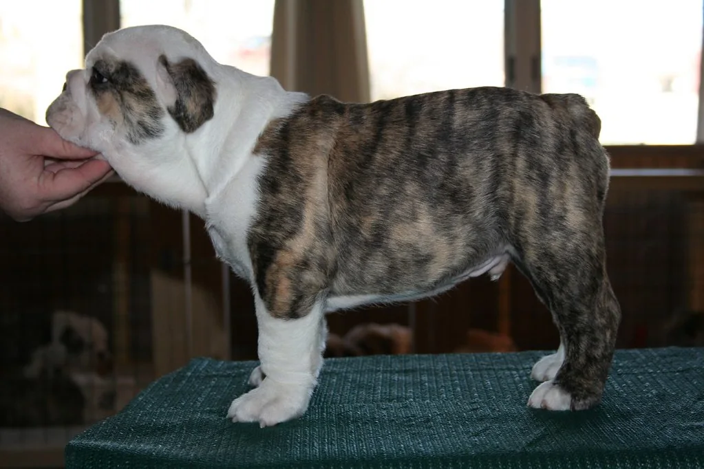 Casa Bulldog archive: young Bulldog portrait during an early assessment