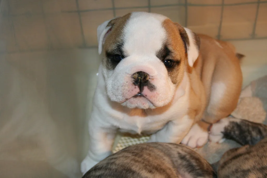 Young puppies in their supervised nursery, 3 weeks — Casa Bulldog