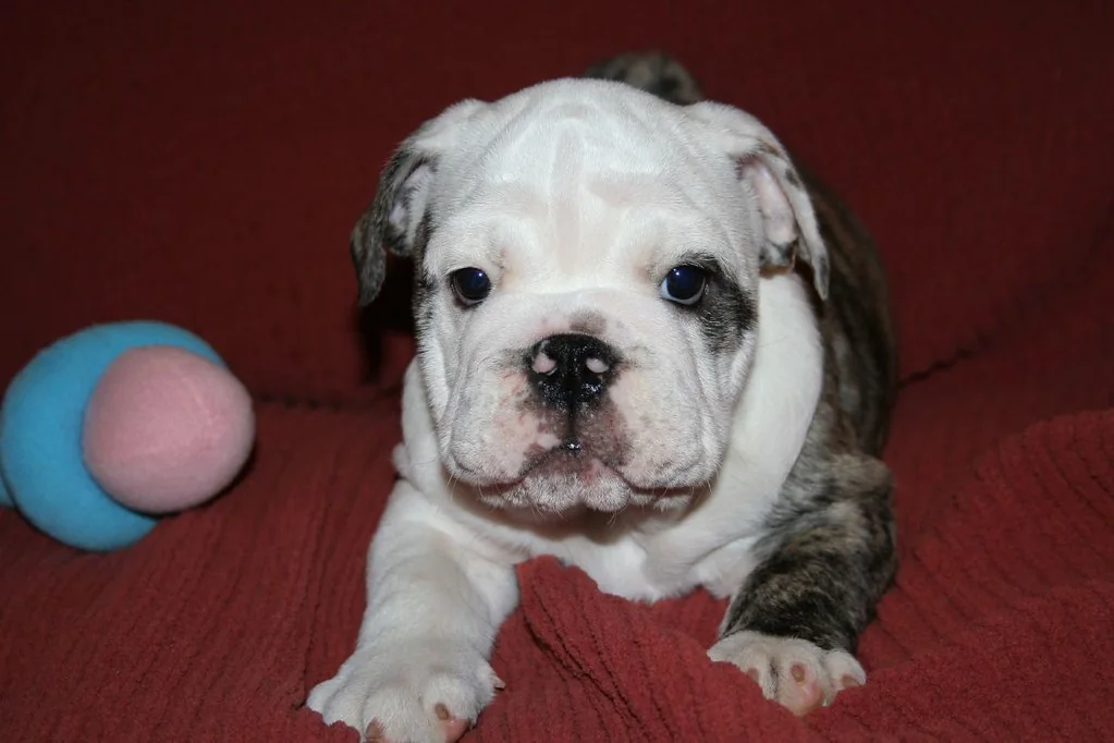 A six-week-old puppy practising a steady stance, 6 weeks — Casa Bulldog