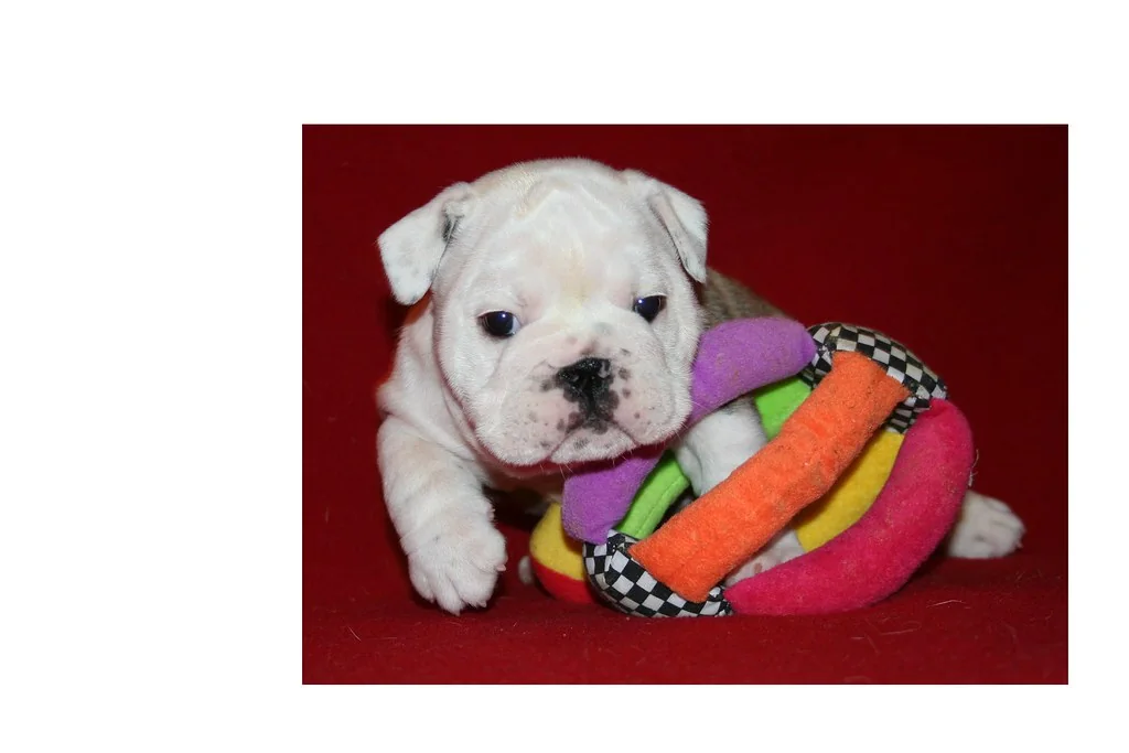 An alert Bulldog puppy facing the camera, 6 weeks — Casa Bulldog