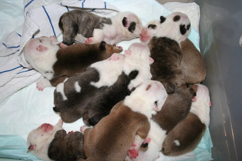 Casa Bulldog archive: young litter gathered in the nursery
