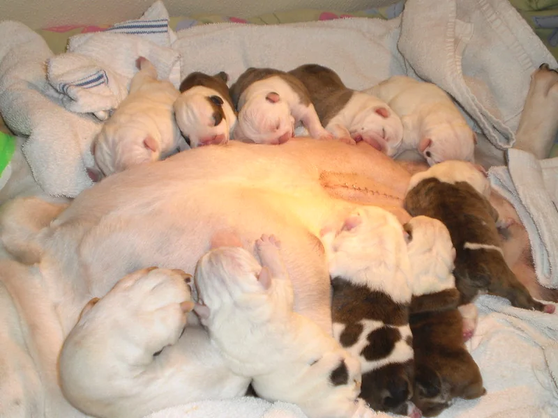 A litter feeding safely with their mother, newborn — Casa Bulldog