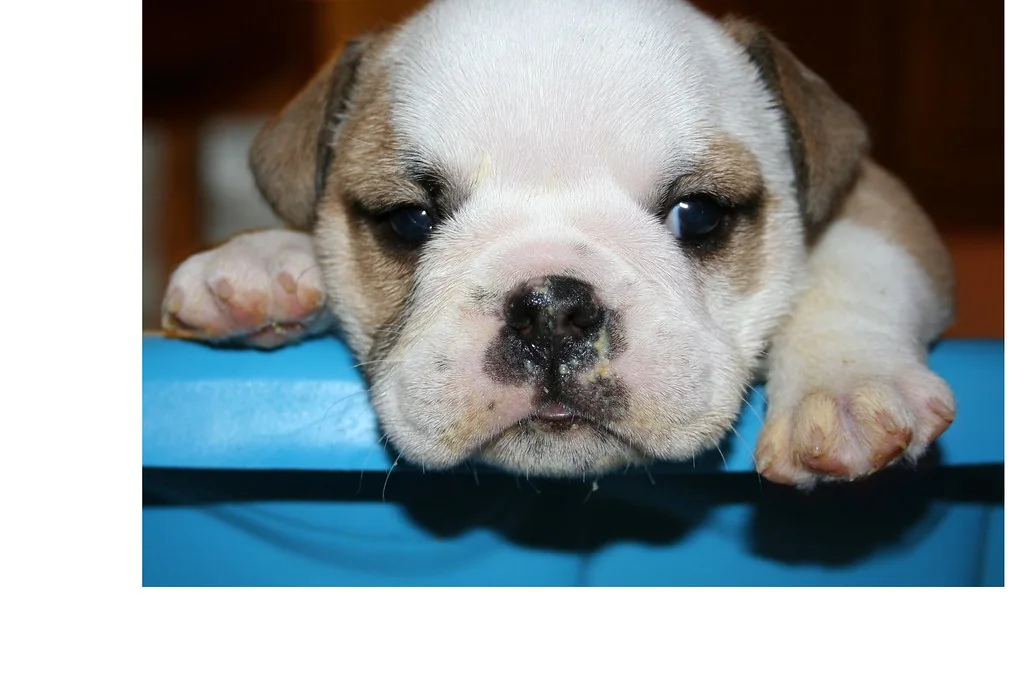 Casa Bulldog archive: alert puppy resting during a portrait session