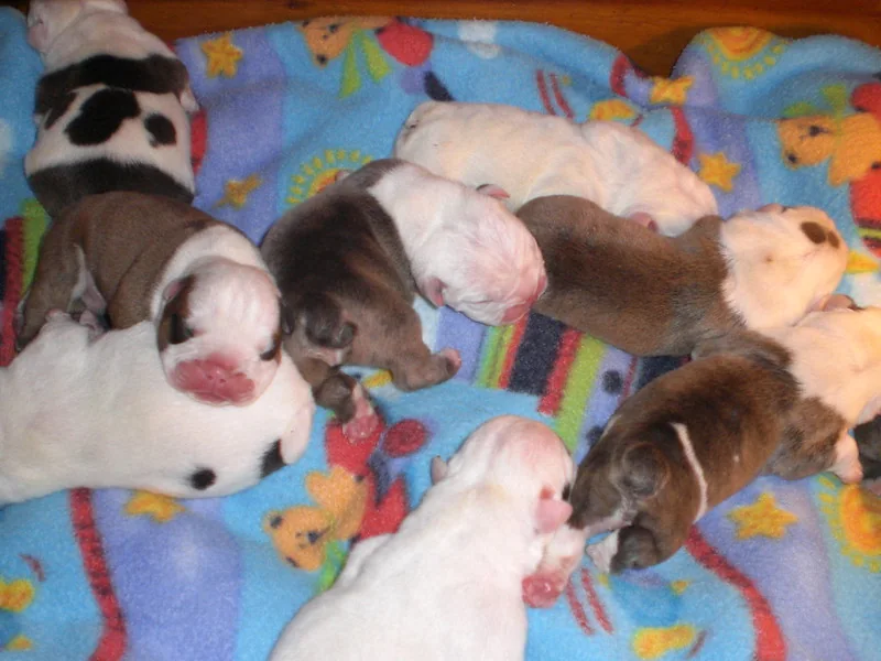 Newborn Bulldog puppies resting together, newborn — Casa Bulldog