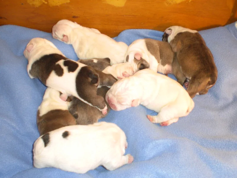 Newborn puppies nursing beside their mother, newborn — Casa Bulldog