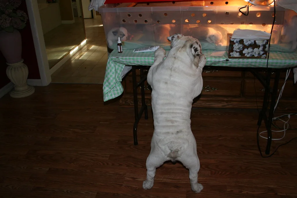 Casa Bulldog archive: young Bulldogs beginning supervised play