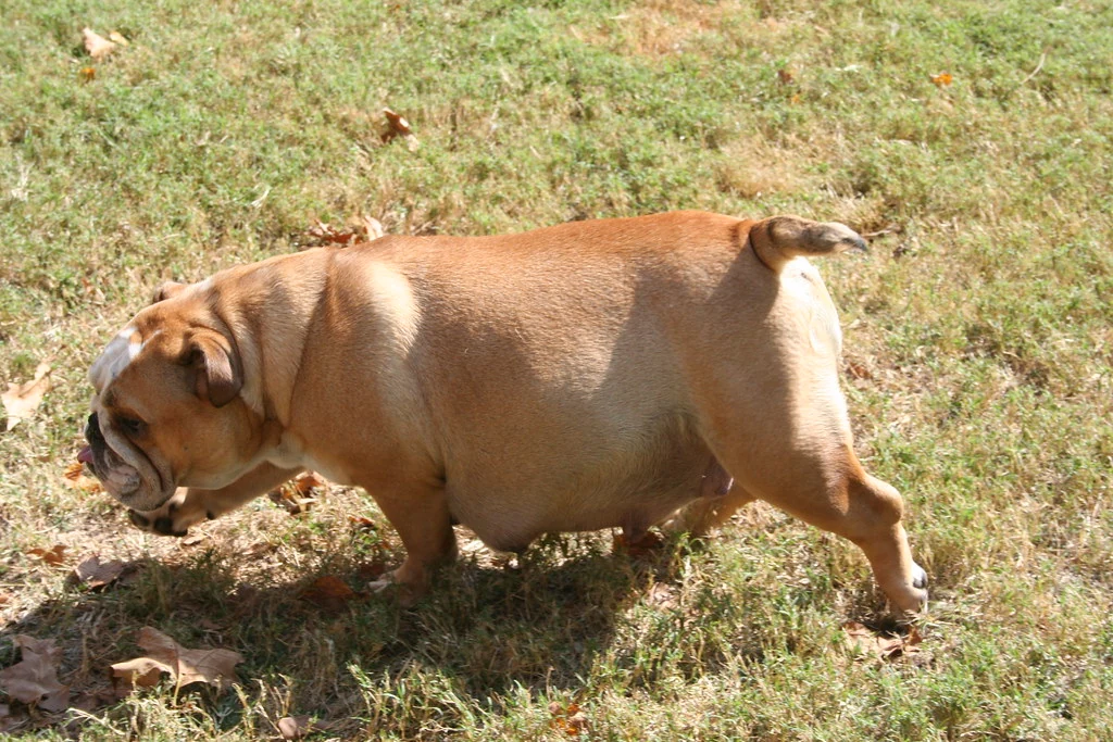 Casa Bulldog archive: A fawn adult Bulldog walking across the grass
