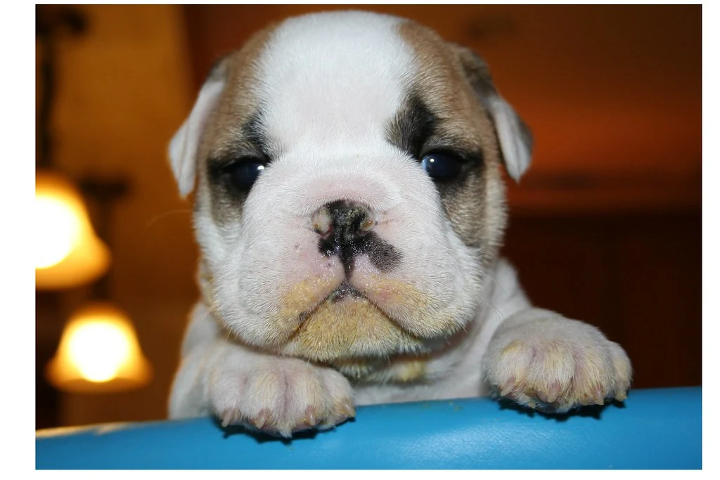Casa Bulldog archive: An attentive Bulldog puppy with its paws on a blue cushion