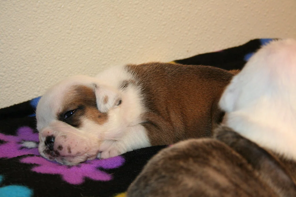 A brown-and-white puppy resting on a patterned blanket