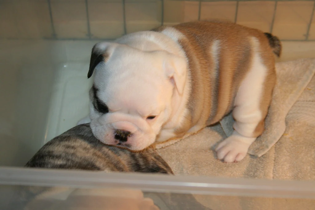 A Bulldog puppy leaning toward another puppy in an indoor pen
