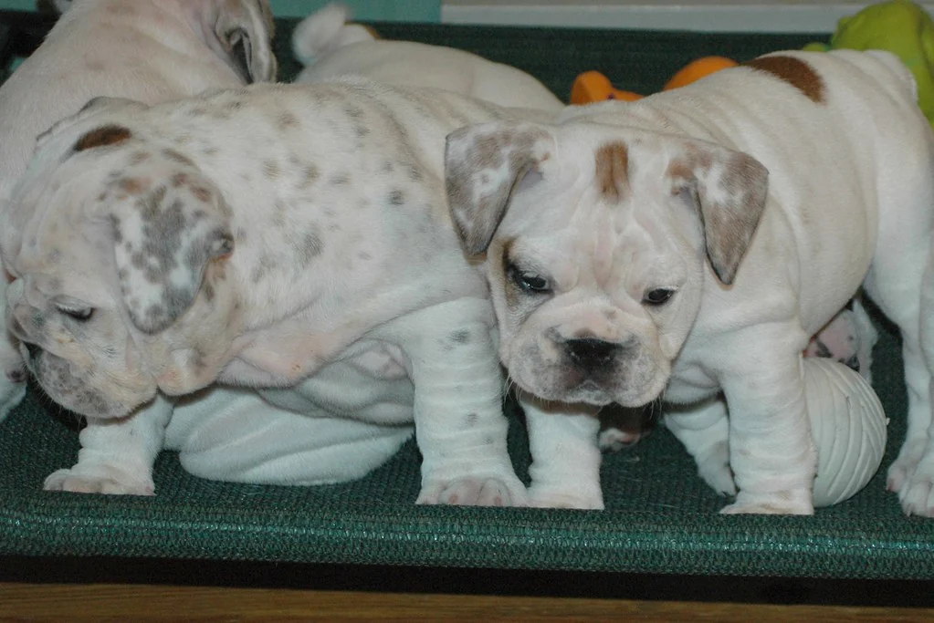 Two Bulldog puppies sitting together on a green chair