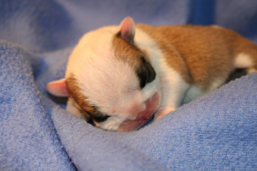 A tiny brown-and-white puppy sleeping on a blue blanket