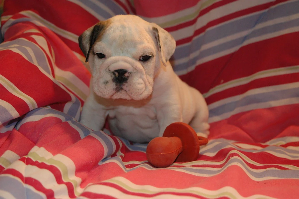 Casa Bulldog archive: A Bulldog puppy sitting beside a soft orange toy