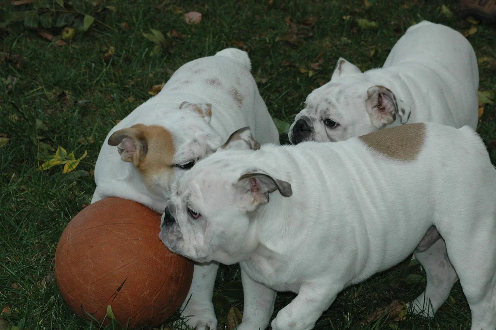 Bulldogs gathered around an orange ball on the grass
