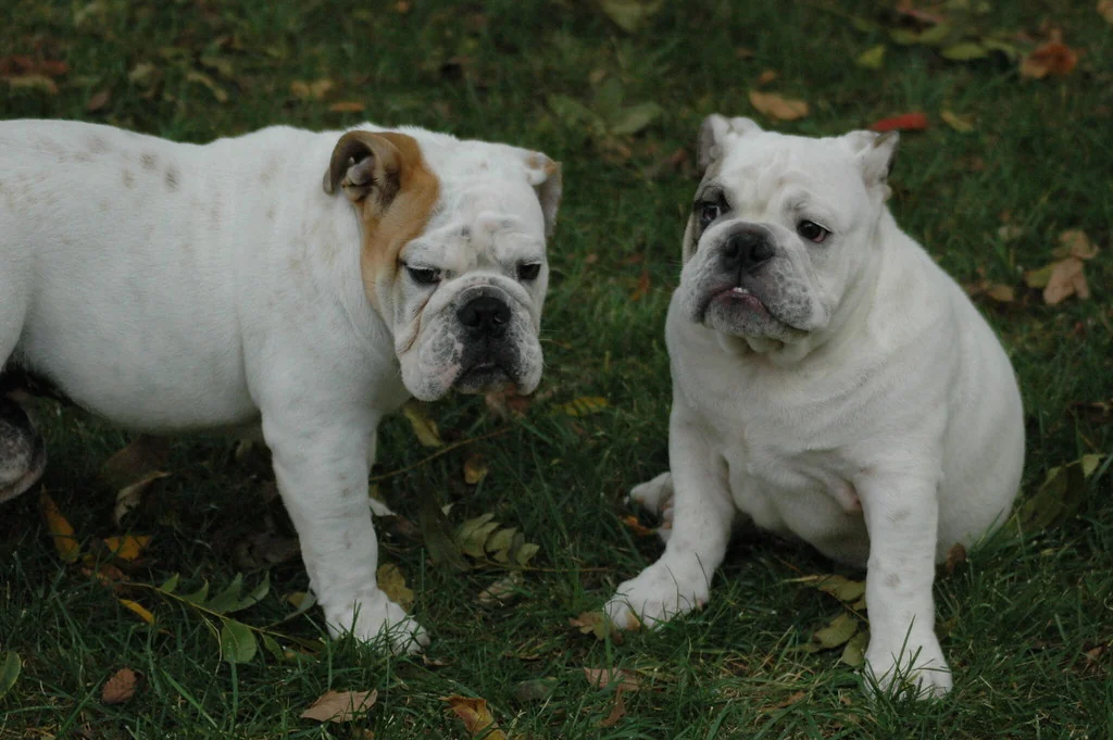 Casa Bulldog archive: Two white Bulldogs spending time together in the garden