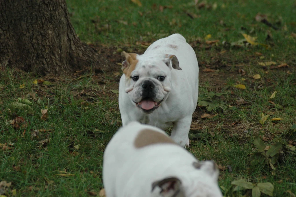 Casa Bulldog archive: A white Bulldog looking toward the camera in the garden