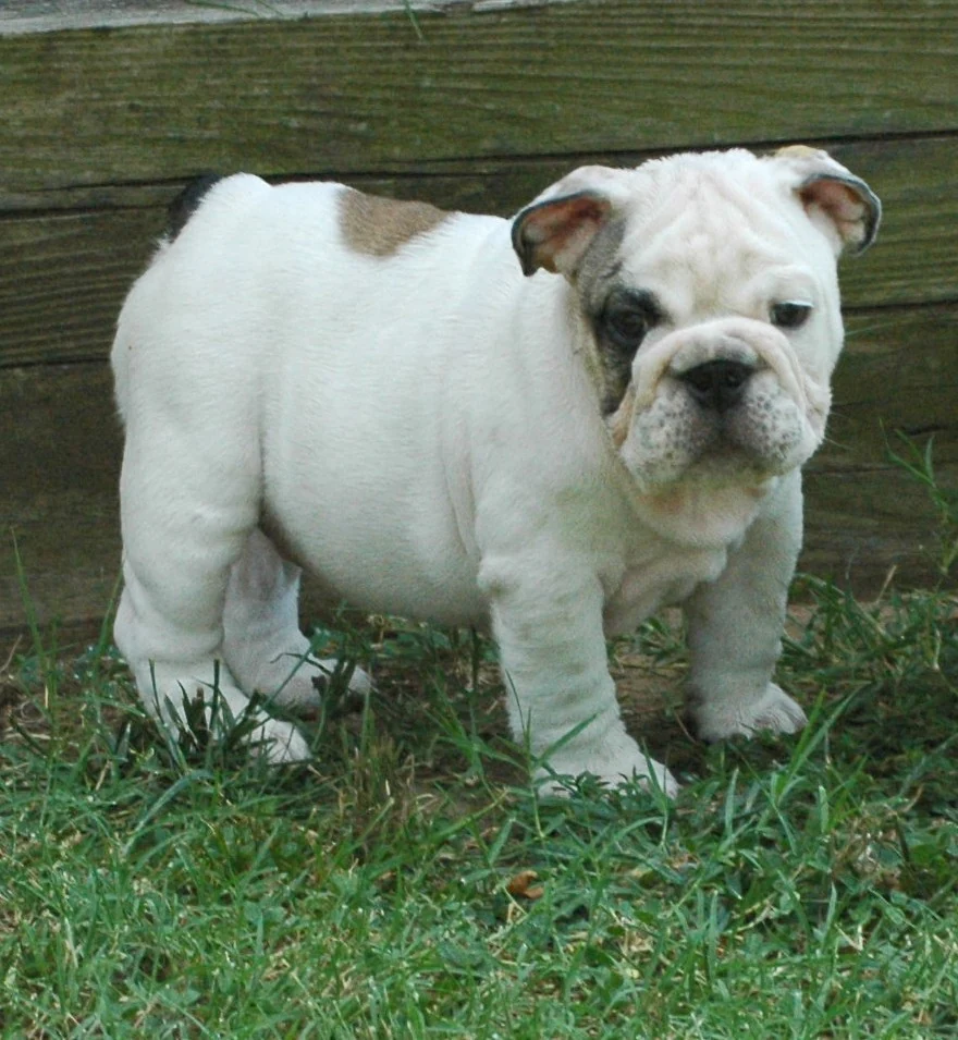 White-and-fawn Bulldog standing in the garden