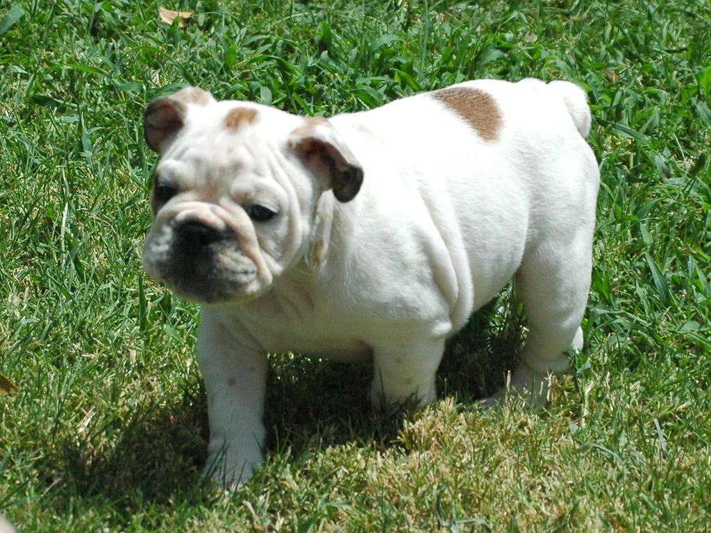 Casa Bulldog archive: A white-and-fawn Bulldog walking through the grass