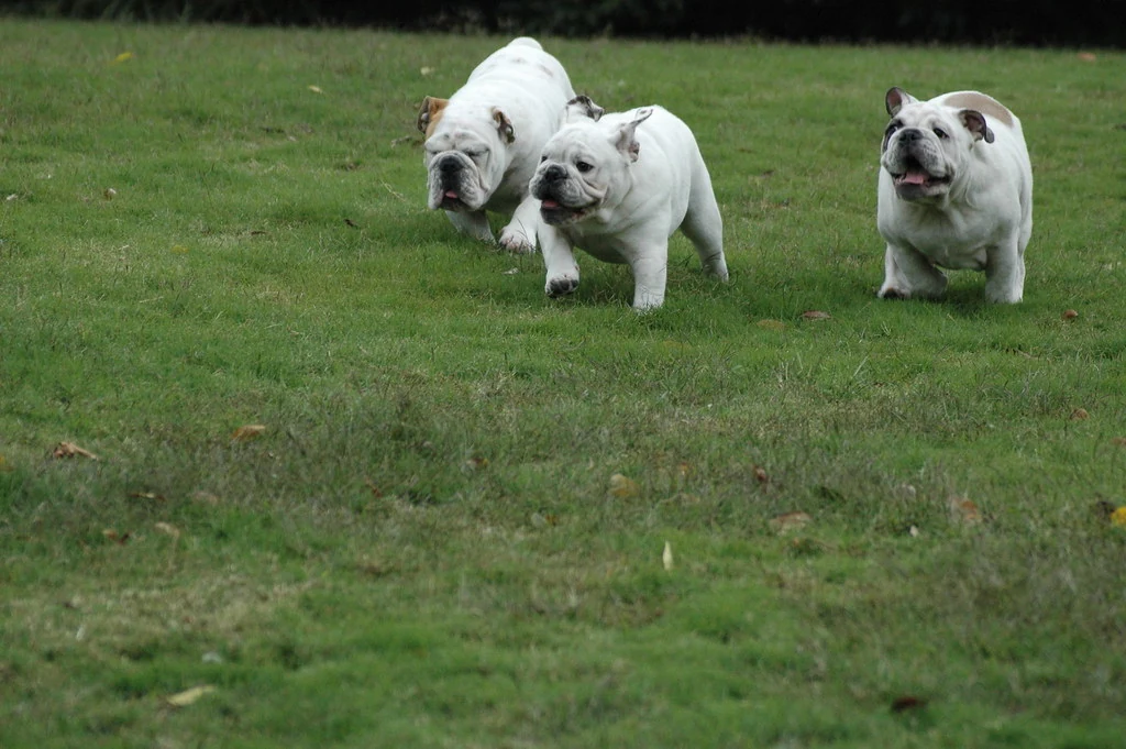Casa Bulldog archive: Two white Bulldogs walking together across the lawn