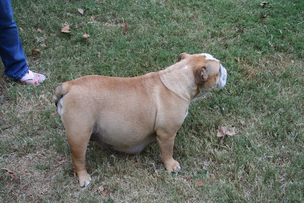 A fawn Bulldog standing on the garden grass