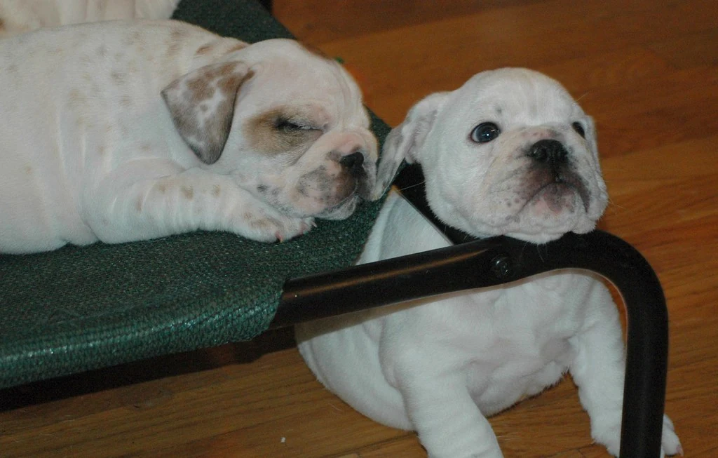 Casa Bulldog archive: Two Bulldog puppies together beside a green chair