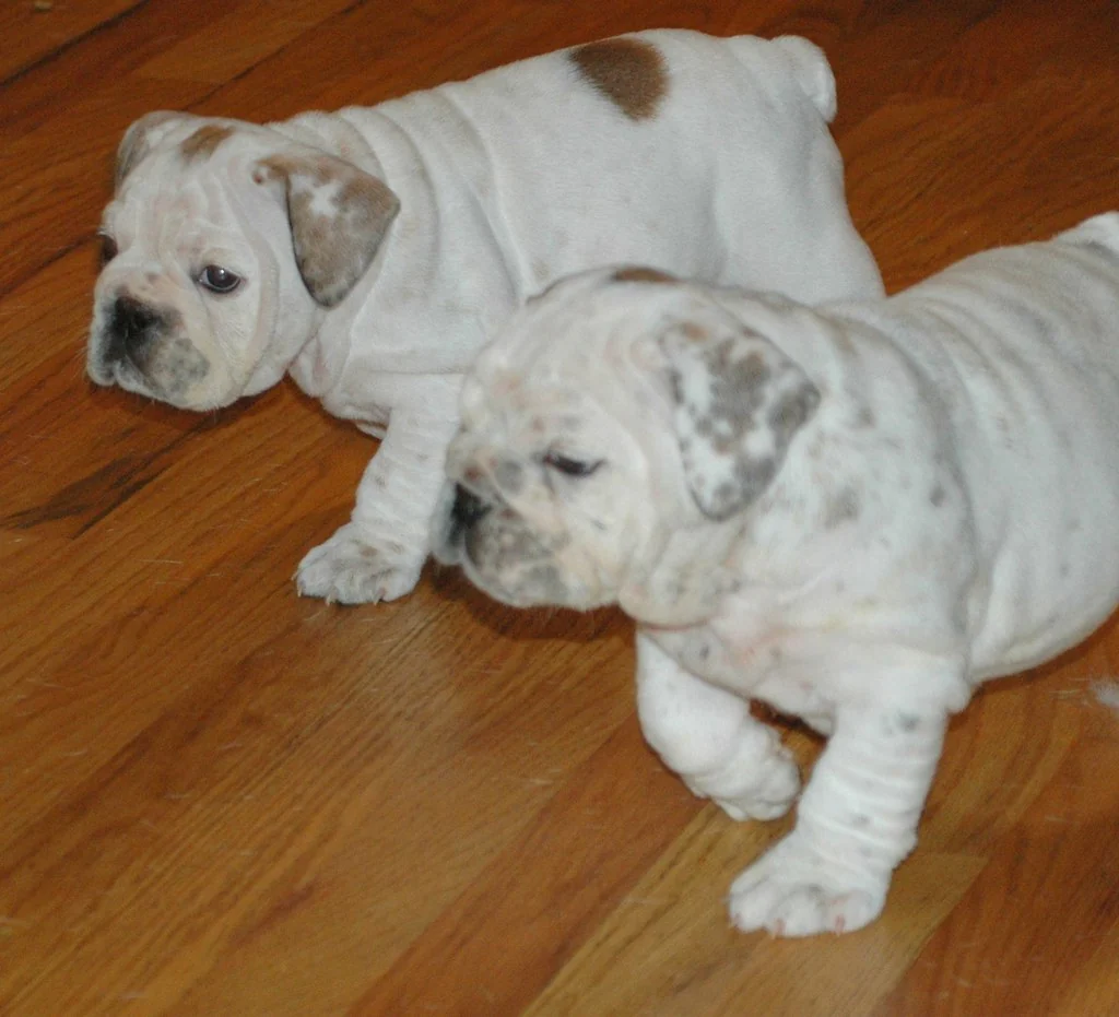 Casa Bulldog archive: Two white Bulldog puppies exploring a wooden floor