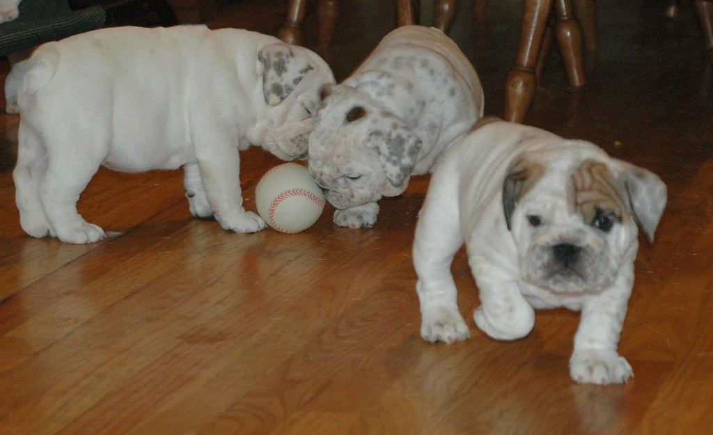 Three Bulldog puppies exploring a wooden floor beside a ball