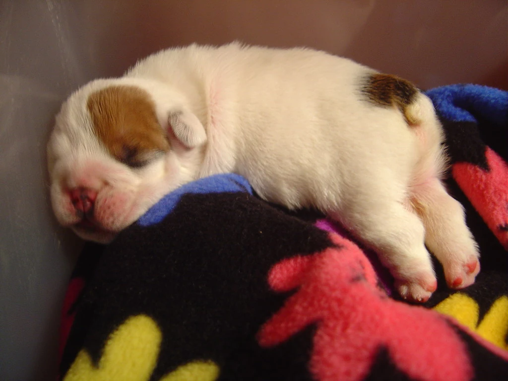 A newborn puppy nestled into a colorful fleece