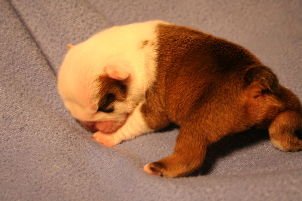 A small brown-and-white puppy curled up on a blue blanket