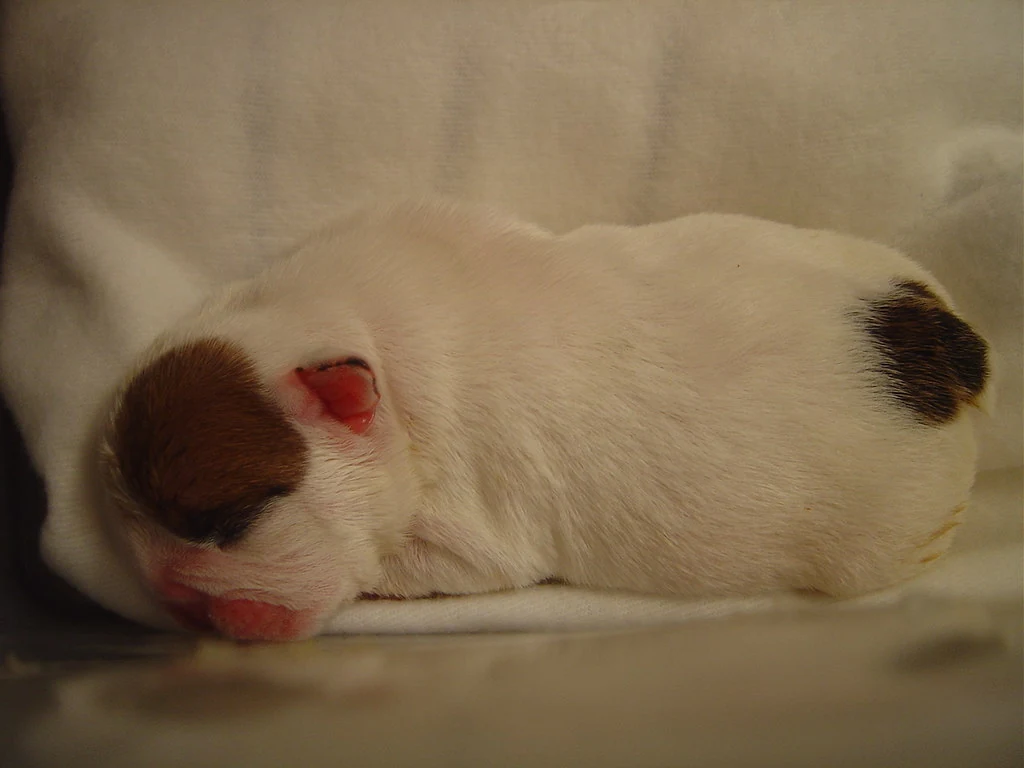 Casa Bulldog archive: A tiny white puppy with a brown patch sleeping peacefully